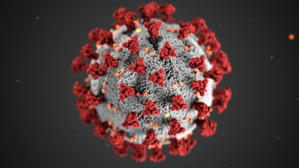 Molecular Structure of a Coronavirus