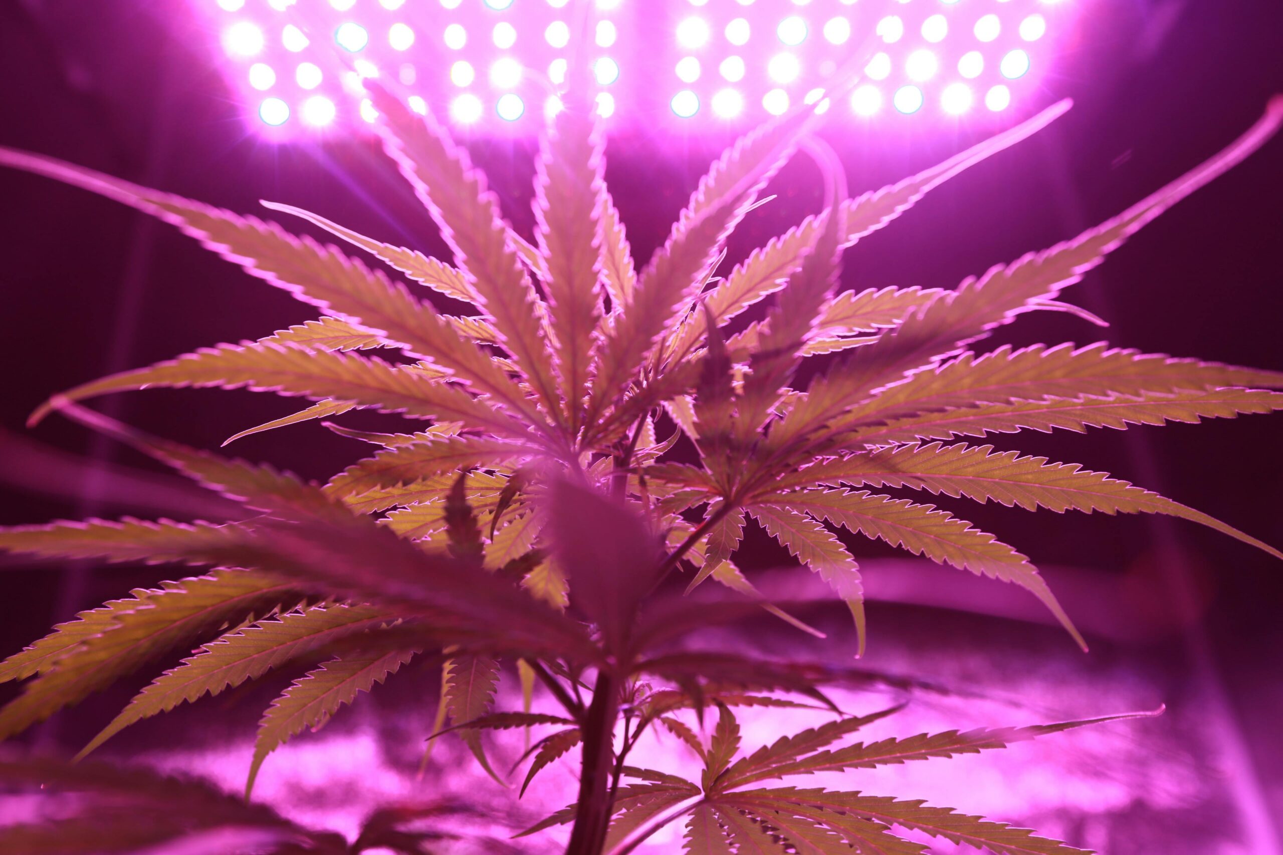 Cannabis plant growing underneath purple grow lights