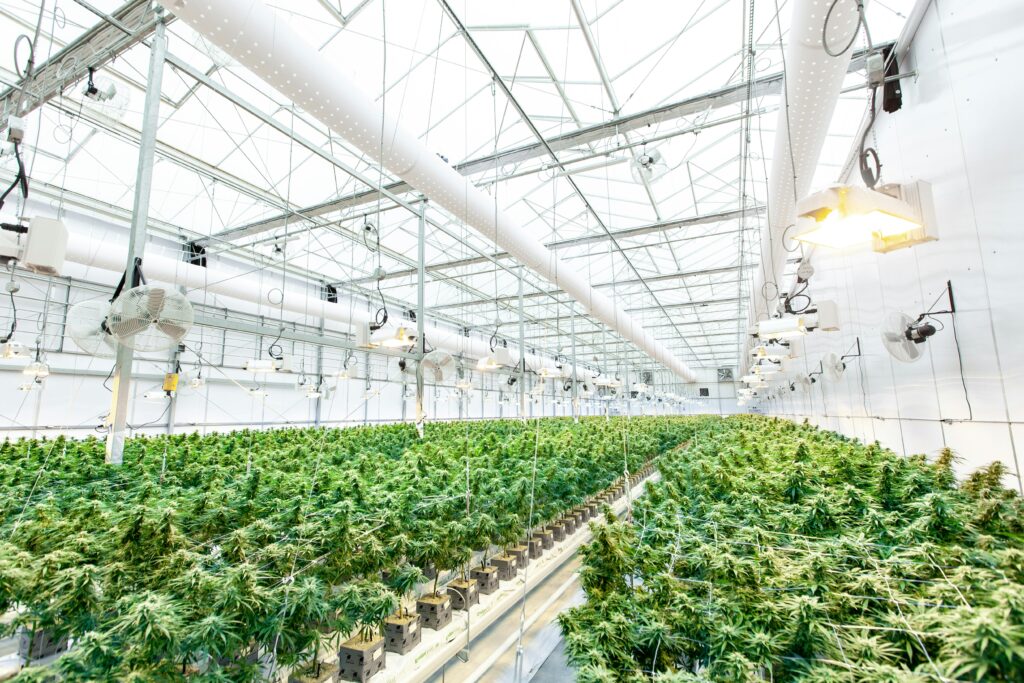 Cannabis plants growing in greenhouse