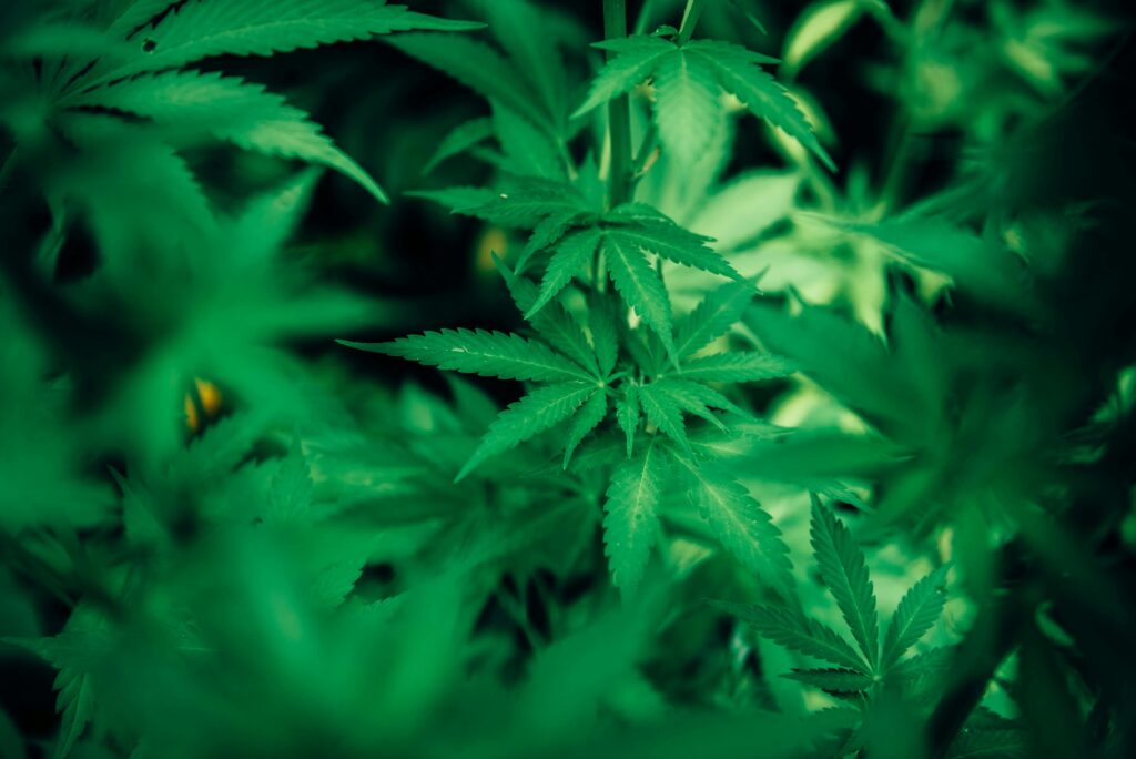 Hemp